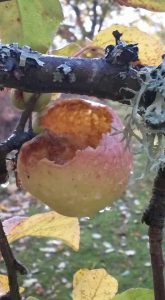 apple-back