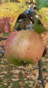 apple-front